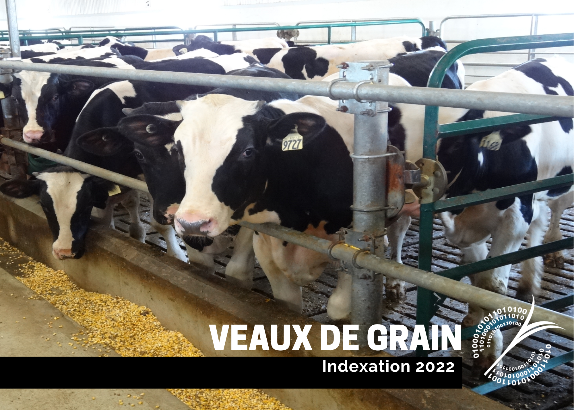 Études de coûts de production : Indexation 2022 - Veaux de grain